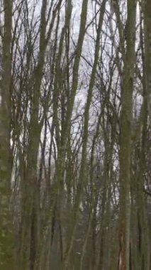 Dikey video. Karla kaplı boynuz ve meşe ağaçları olan bir orman. Ağaç gövdelerinin yanında ilerlerken, kamera sanki koşmaktan sallanıyormuş gibi sallanıyor..