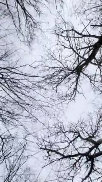 Dikey Video Çıplak Yapraksız Meşe Boynuz Desenli Ağaçların Hareketi Bulutlu — Stok video
