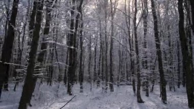Ağaç gövdeleri ve dalları hafif bir rüzgarla yere düşen karla kaplıdır. Kış güneşli karlı orman.