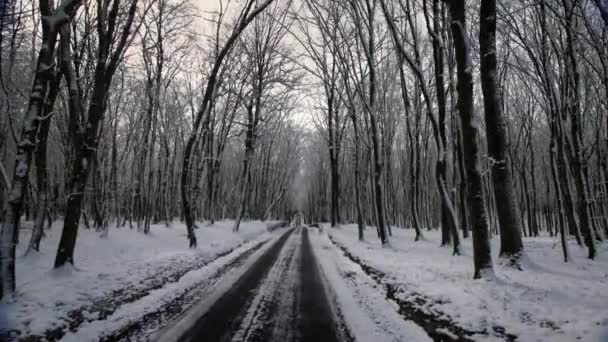 Asfalt Karla Kaplı Bir Orman Yolunda Ilerliyoruz Yakınlardaki Ağaçlarda Keskinlik — Stok video