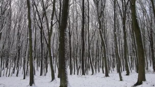 Kamerafahrt Durch Den Verschneiten Wald Düsteres Wetter Bäume Und Schnee — Stockvideo
