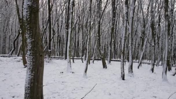 Poruszająca Się Kamera Wśród Pokrytych Śniegiem Drzew Odległym Niewyraźnym Tle — Wideo stockowe
