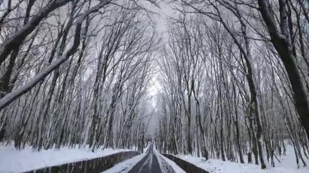 Женщина Вбегает Раму Бежит Дороге Посреди Леса Деревья Покрыты Снегом — стоковое видео