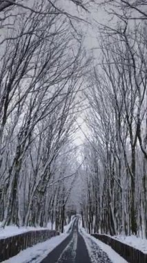 Dikey video. Bir kadın çerçeveye doğru koşuyor ve ormanın ortasında yol boyunca koşuyor. Ağaçlar buz saçaklarının üzerindeki karla kaplıdır. Kilo vermek için alıştırma.