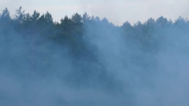 Aire Humo Parece Niebla Contra Fondo Los Árboles Bosque Concepto — Vídeos de Stock