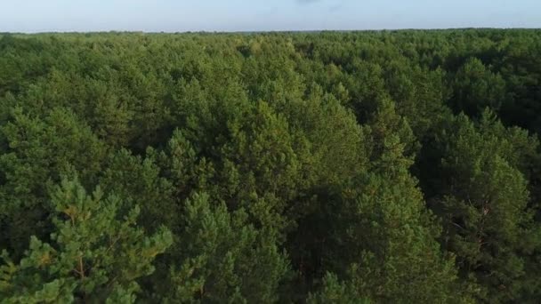 Vliegen Een Naaldbos Een Zonnige Dag Toppen Van Dennenbomen Milieulandschapsconcept — Stockvideo