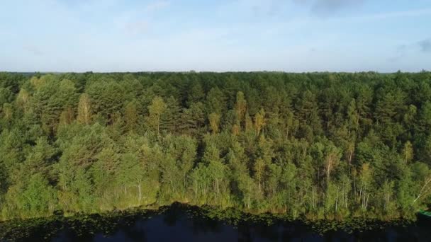 Ormanın Ortasındaki Gölün Vahşi Kıyısına Uçuş Huş Ağaçları Çam Ağaçlı — Stok video