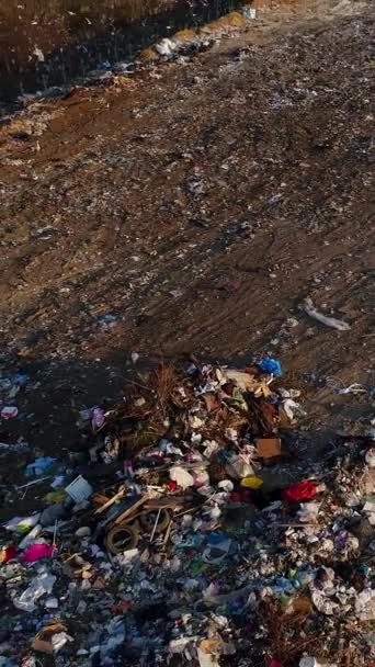 Vertical Video Birds Fly Heap Garbage Concept Citys Landfill Pollution — Vídeo de stock