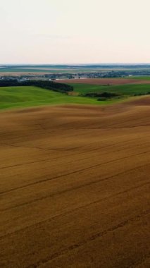 Dikey video. Olgun tecavüzle dolu tepelerdeki bir yaz tarlasının üzerinde uçmak. Tarım sektöründe kolza yağı üretimi kavramı. Hava görünümü.