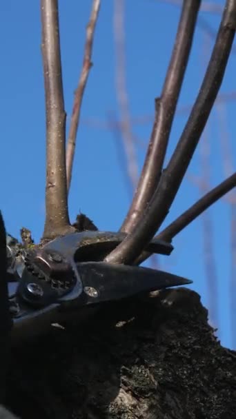 バーティカルビデオ クローズアップ 小さな鋭いプランナーガーデンシアーズは木の幹の枝を切りました 春の庭の世話をする — ストック動画