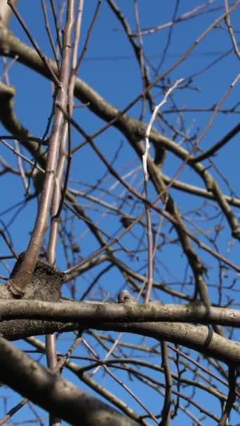 垂直录像 靠近点树干上的枝条是在蓝天背景下用锋利的小切割机切割的 春天里花园的照料 — 图库视频影像