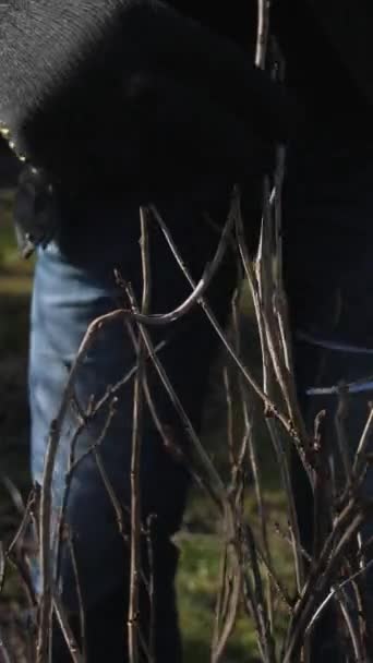 バーティカルビデオ 庭師は茂みのカラントの枝に近づき セクシーな人でそれらをカットし始めます 春の庭の世話をする 農業と農業という概念 — ストック動画