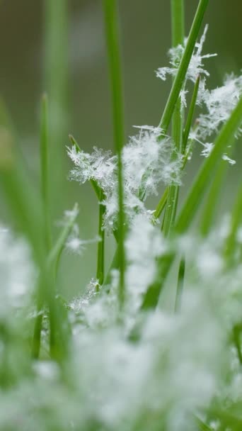 バーティカルビデオ マクロ 草の茎と雪が降る スノーフレークの構造 春の寒い天気 — ストック動画
