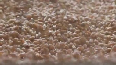 Makro. Buğday taneleri düşer ve bir taşıyıcı banttaki tohum yığınının içinde hareket eder. Altın rengi tek bir arkaplan oluşturur..