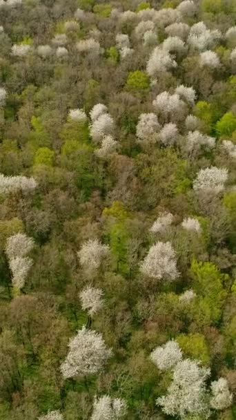 Dikey Video Nisan Ayında Ukrayna Ormanı Üzerinde Uçuş Ağaçların Taçları — Stok video
