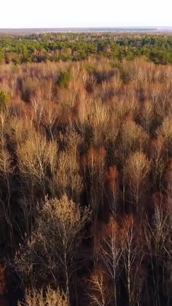 バーティカルビデオ ウクライナの混合された森の裸の春の木の上を飛ぶ 夕方から日光 枝には芽が見えています エアリアルビュー — ストック動画