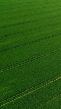 Dikey video. Havadan bak. Genç buğday filizleri tarlaya yaklaşıyor. Bahar mevsiminde çimenler.