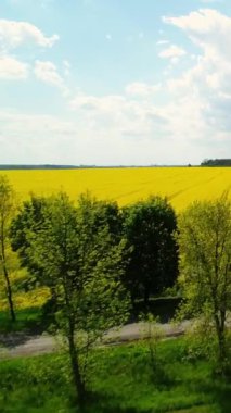 Dikey video. Ağaçlarla kaplı bir kır yolu üzerinde uçmak ve ufukta sarı kolza tohumu tarlası ve bir orman açmak. Bahar manzarası. Tarım arazileri.