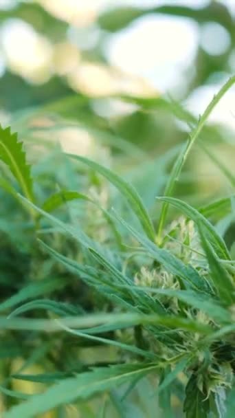 Vídeo Vertical Planta Cannabis Movimiento Cámara Largo Del Tallo Con — Vídeo de stock