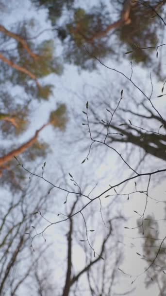 Вертикальное Видео Крупный План Ветка Дерева Бутонами Фоне Сосновых Стволов — стоковое видео