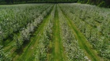 Hava görüntüsü. Çiçek açan elma ağaçları. Çiftçilik yapan tarım arazisi. Çiçeklerin döllenme mevsimi.