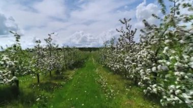 Çiçekli elma ağaçlarının arasında güneşli bir günde alçaktan uçmak. Bahar bahçesi. Endüstriyel bahçe işleri. Çiçekli dallar arasında otlar ve karahindibalar.