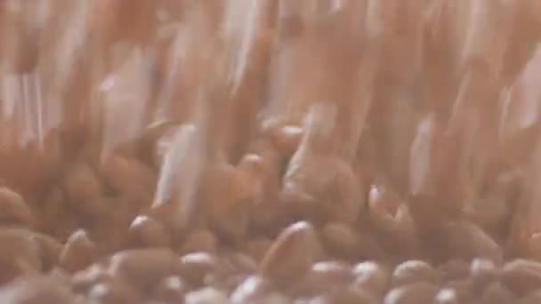 Mlýn Zpracování Mouky Makro Pšeničné Zrno Padá Pohybuje Hromadě Semen — Stock video