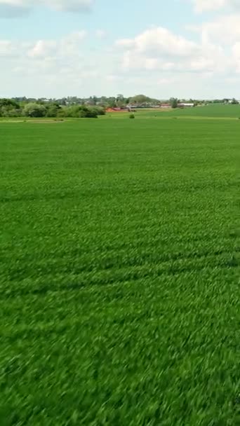 バーティカルビデオ 野原の小麦の緑色の芽 田舎の農業で草の上を飛んでいる 生命の概念 成長する芽 フィールドの若いシューズの苗 — ストック動画