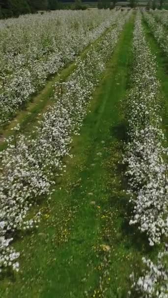 垂直录像 春天的时候 飞越一排排盛开的苹果树 种植果树 园艺工业发展概念 — 图库视频影像