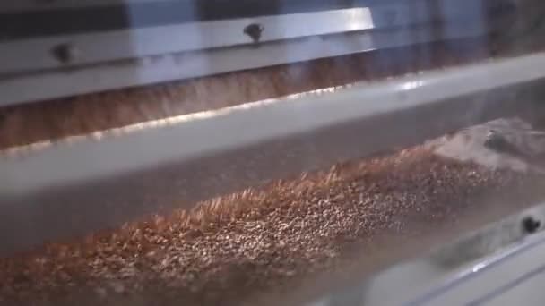 小麦の穀物は 現代の自動化されたミルによって掃除し ふるまっています 小麦粉加工複合体の食品産業のコンセプト技術 — ストック動画