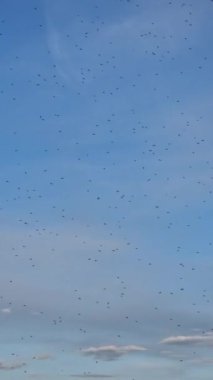 Dikey video. Birçok uçan böcek sürüsü. Mavi bir gökyüzünün arka planında renkli bulutlarla uçan sivrisineklerin kaotik desenleri. Vahşi doğa..