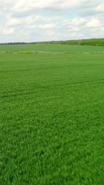 Dikey video. Havadan bak. Tarlada yeşil buğday filizleri. Kırsal tarım sektöründe çimlerin üzerinde uçmak. Hayat kavramı, büyüyen filizler. Genç filizler baharda filizlenir..