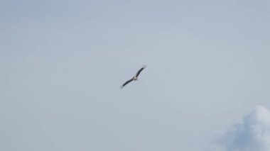 Beyaz bir leylek gökyüzünde uçuyor, bulutlar daireler çiziyor ve kuşlarla buluşuyor. Vahşi yaşam.