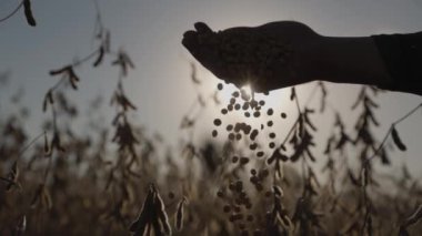 Kapatın. Soya fasulyesi insanın elinden düşer. Gün batımının arka planında siluet. Arka planda soya fasulyesiyle ekilmiş bir tarla var.
