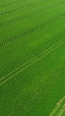 Dikey video. Havadan bak. Genç buğday filizleri tarlaya yaklaşıyor. Bahar mevsiminde çimenler.