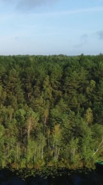 Dikey video. Ormanın ortasındaki gölün vahşi kıyısına uçuş. Huş ağaçları ve çam ağaçlı kozalaklı bir ormanın başlangıcı. Çevresel manzara konsepti. Hava görünümü.