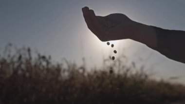 Olgun soya fasulyesi bir erkeğin elinden düşer. Arka planda, odak dışı, soya fasulyesiyle ekilmiş bir tarla görebilirsiniz, hasat bir biçerdöver tarafından hasat edilmeye hazırdır..
