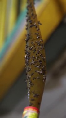 Dikey video. Üzerinde ölü sinekler olan yapışkan kağıt sineği yakalama bandı. Binanın eski koridorunun arka planında izole edilmiş böcekler için bir tuzak..