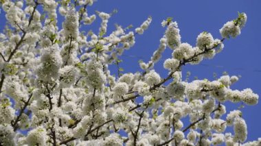 Mavi gökyüzüne karşı kiraz dalları açıyor. Bir sürü beyaz böğürtlen çiçeği. Bahar mevsiminde bahçıvanlık.