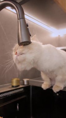 Dikey video. Beyaz tüylü, uzun saçlı İskoç kedisi modern bir mutfak lavabosunun kenarında oturur. Yakın plan, musluktan düşen su damlalarını yakalar..