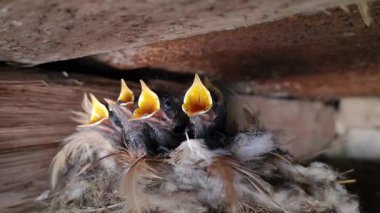 Ağzı açık beş aç civciv, evin çatısının altındaki gölgeli bir alanda yuvada ailelerinin onlara yiyecek getirmesini bekliyor. Yaygın Redstart Phoenicurus Phoenicurus.