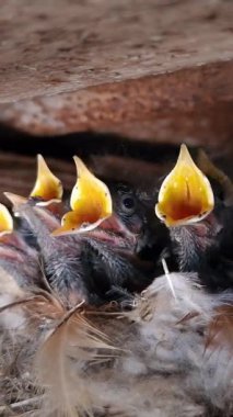 Dikey video. Ağzı açık beş aç civciv, evin çatısının altındaki gölgeli bir alanda yuvada ailelerinin onlara yiyecek getirmesini bekliyor. Yaygın Redstart Phoenicurus Phoenicurus.