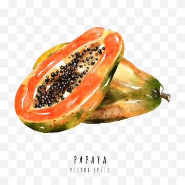 Papaya el çizimi suluboya resim beyaz arka planda izole, Vektör illüstrasyon