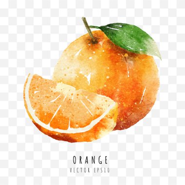Beyaz arkaplanda izole edilmiş portakal dilimli suluboya resim, Vektör illüstrasyonu