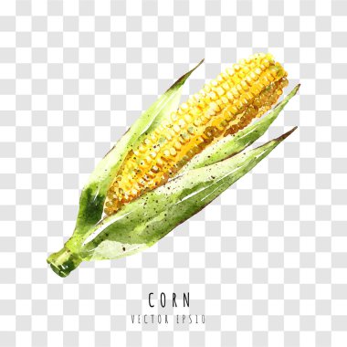 Beyaz arkaplanda izole edilmiş mısır elle çizilmiş suluboya resim, Vektör illüstrasyonu