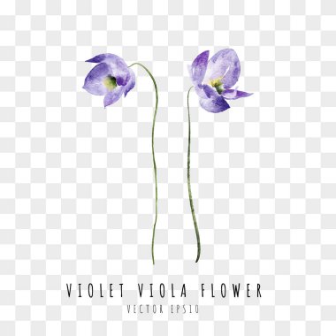 Mor viyola çiçekli el suluboya resim çizdi