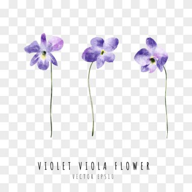 Mor viyola çiçekli el suluboya resim çizdi