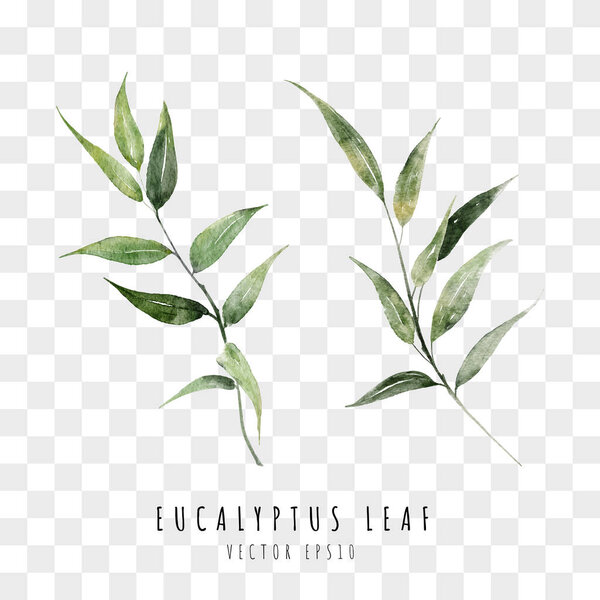 Eucalyptus Leaf Watercolor Hand Drawn — Stockvektor