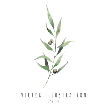Zeytin yaprakları büyük buket suluboya dijital resim