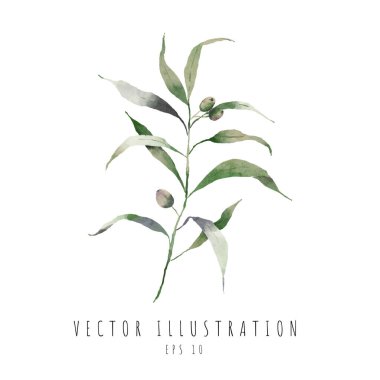 Zeytin dalı, suluboya element tasarımı bırakır